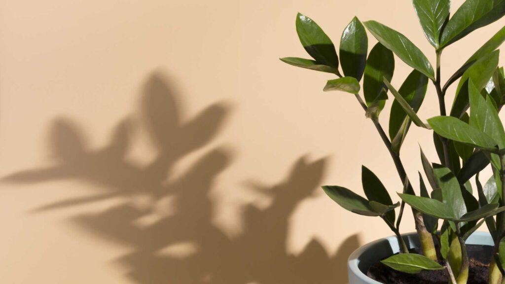 Plante d'intérieur