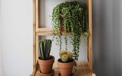 Les meilleures plantes d’intérieur pour purifier l’air de votre maison : mon avis sur les produits Botanic