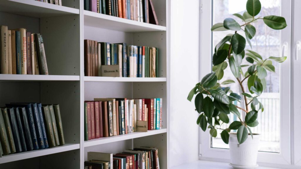Plante d'intérieur